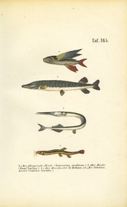 Peixes voadores, lúcios e loach de J. W. Tenhaeff