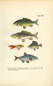 Peixes de água doce da família da carpa de J. W. Tenhaeff