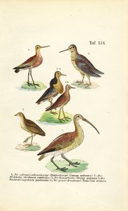 Godwits, Ruff e Maçaricos de J. W. Tenhaeff