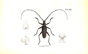 Escaravelho de Capricórnio de J. W. Tenhaeff