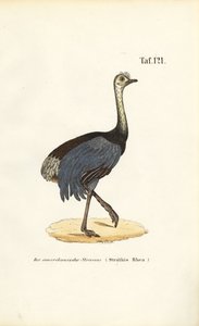 Grande Rhea de J. W. Tenhaeff