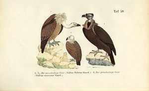 Grifo e abutre-cinzento de J. W. Tenhaeff