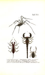 Colheitadeira e Escorpiões de J. W. Tenhaeff