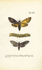 Traças-falcão da família Sphingidae de J. W. Tenhaeff