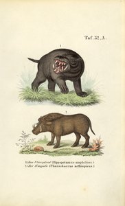 Hipopótamo e javali de J. W. Tenhaeff