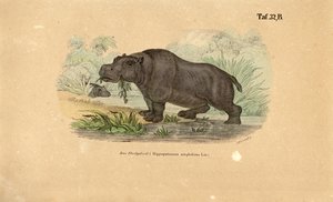 Hipopótamo em Waterside de J. W. Tenhaeff