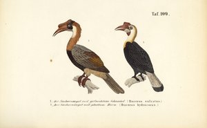 Hornbills do Sudeste Asiático de J. W. Tenhaeff