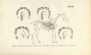 Anatomia do cavalo: Esqueleto e desenvolvimento dentário de J. W. Tenhaeff