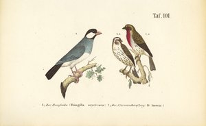Pardal de Java e pintassilgo comum de J. W. Tenhaeff