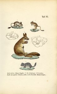 Roedores saltadores de J. W. Tenhaeff