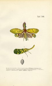 Mosca-das-lanternas e pulgão do choupo de J. W. Tenhaeff