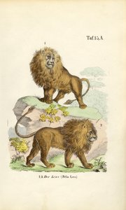 Leões em diferentes poses de J. W. Tenhaeff