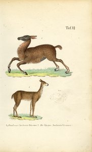 Lhama e Vicunha de J. W. Tenhaeff