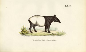 Anta da Malaia de J. W. Tenhaeff