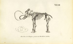 Esqueleto de mamute de J. W. Tenhaeff