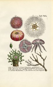 Invertebrados marinhos e Cnidários de J. W. Tenhaeff
