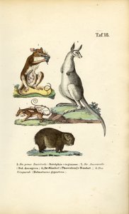 Marsupiais da América e da Austrália de J. W. Tenhaeff