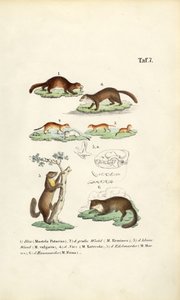 Espécie de marta com ilustração de crânio de J. W. Tenhaeff