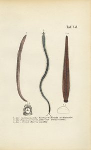 Sanguessugas medicinais, minhocas e nereidas de J. W. Tenhaeff