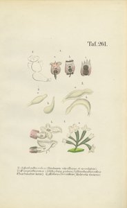 Rotiferos Microscópicos: Brachionus, Ichthyidium, Chaetonotus e Melicerta de J. W. Tenhaeff