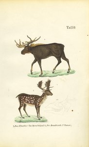 Alce e gamo de J. W. Tenhaeff