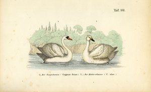 Cisne mudo e cisne bravo de J. W. Tenhaeff