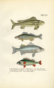 Peixes nativos de água doce de J. W. Tenhaeff