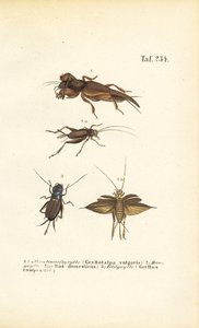 Espécies de grilos nativos e grilos-toupeira de J. W. Tenhaeff