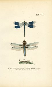 Espécies de libélulas nativas com desenvolvimento larvar de J. W. Tenhaeff