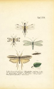 Neuropteros e seus estágios de desenvolvimento de J. W. Tenhaeff