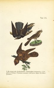 Noitibós e espécies afins de J. W. Tenhaeff