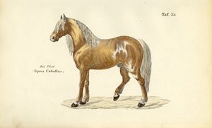 Cavalo nobre de J. W. Tenhaeff
