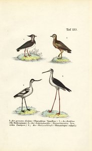 Abibe, maçarico-real, alfaiate-preto e pernilongo de J. W. Tenhaeff
