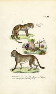 Caça à jaguatirica, à chita e ao guepardo de J. W. Tenhaeff