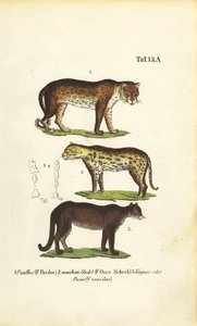 Pantera, Jaguar e Puma de J. W. Tenhaeff