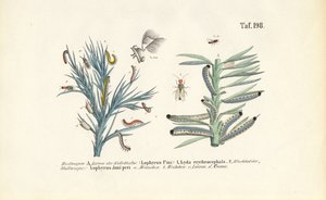 Larvas de mosca-serra do pinheiro e seu desenvolvimento de J. W. Tenhaeff