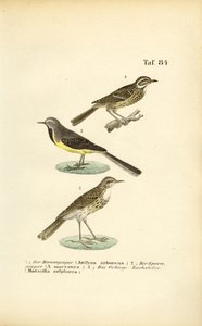 Pipits e espécies de wagtail de J. W. Tenhaeff