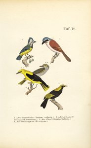 Picanço-de-dorso-vermelho, Picanço-máscarado, Papa-moscas-dourado e Pássaro-regente de J. W. Tenhaeff