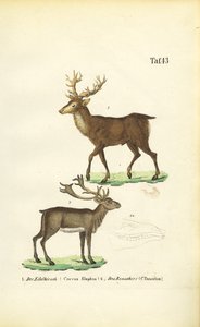 Cervos vermelhos e renas de J. W. Tenhaeff