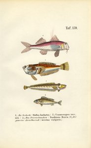 Salmonete e peixes de fundo das águas costeiras europeias de J. W. Tenhaeff
