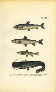 Salmão, truta e peixe-gato de J. W. Tenhaeff