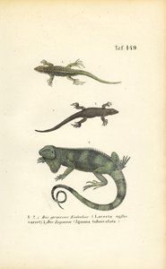 Lagartos de areia e iguanas verdes de J. W. Tenhaeff