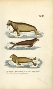 Leão-marinho, foca-comum e morsa de J. W. Tenhaeff