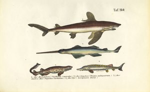 Tubarões e peixes do tipo esturjão de J. W. Tenhaeff