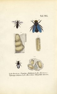 Espécies de abelhas especializadas e suas estruturas de nidificação de J. W. Tenhaeff