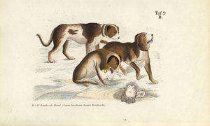Cães São Bernardo Durante o Resgate de J. W. Tenhaeff