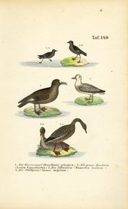 Alma-de-mestre, skua-grande, albatroz e ganso-de-faces-brancas de J. W. Tenhaeff