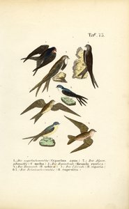 Andorinhas e andorinhões de J. W. Tenhaeff