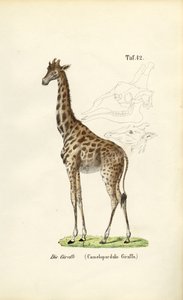A Girafa de J. W. Tenhaeff
