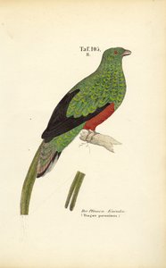 O Quetzal Pavonino